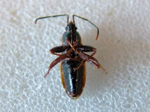 Réf. 237 014 : Eremocoris fenestratus